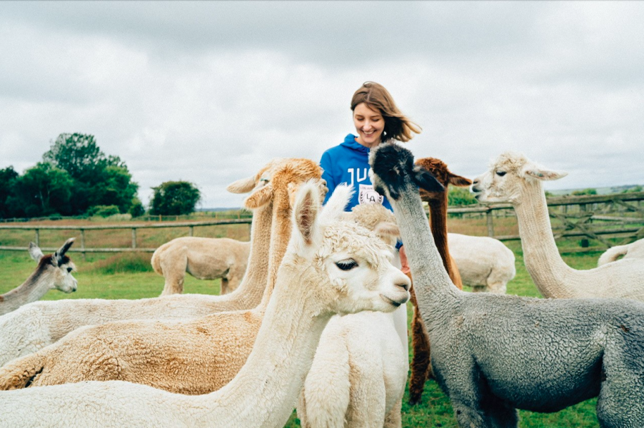 Alpaca Trekking with Alpaca Annie