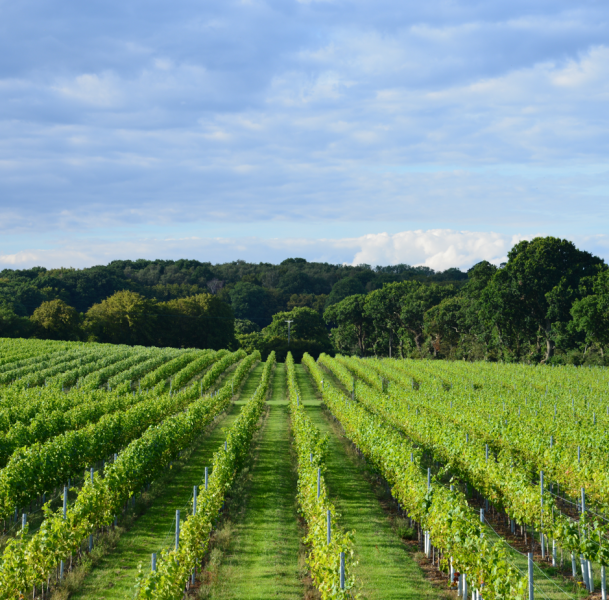 Warehorne Vineyard Tour